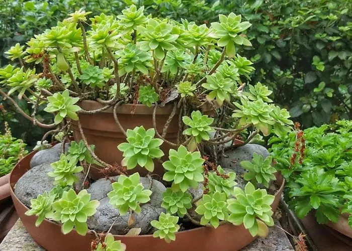 Ena, Strict Center, Sea View Apartament Opatija